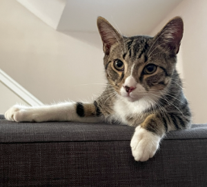 Cat on couch